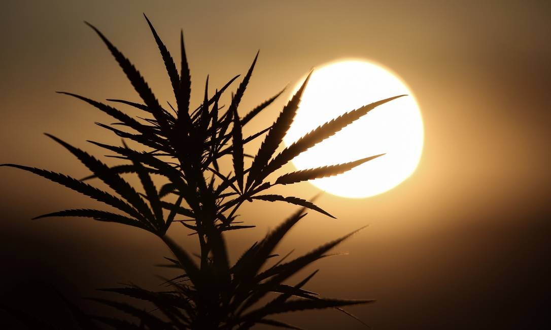 Anvisa aprova regulamentação de produtos à base de cannabis, mas arquiva projeto que possibilitaria plantio. Foto: STELIOS MISINAS / REUTERS