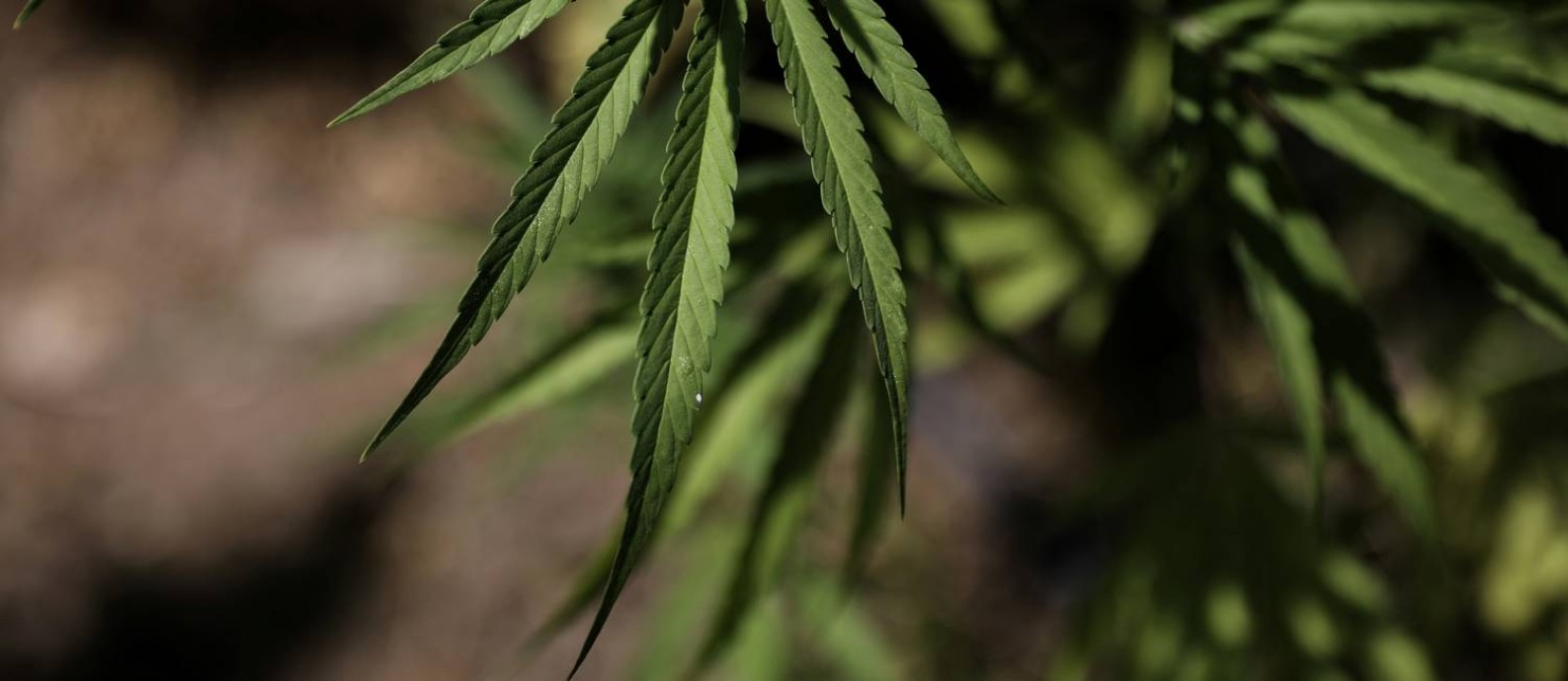 FILE PHOTO: Leaves of a Carmagnola hemp strain plant at a medical cannabis plantation in Trikala, Greece, August 26, 2019. REUTERS/Stelios Misinas/File Photo Foto: Stelios Misinas / REUTERS