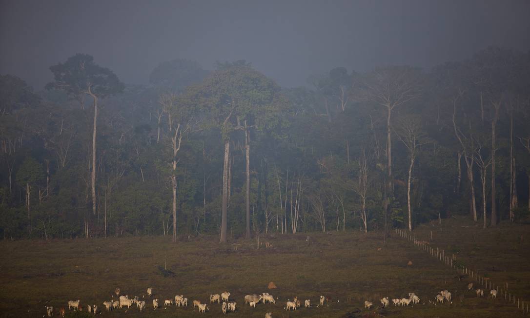 Gado pasta ao lado da floresta Amazônica, no Acre Foto: Dado Galdieri / Dado Galdieri/Bloomberg