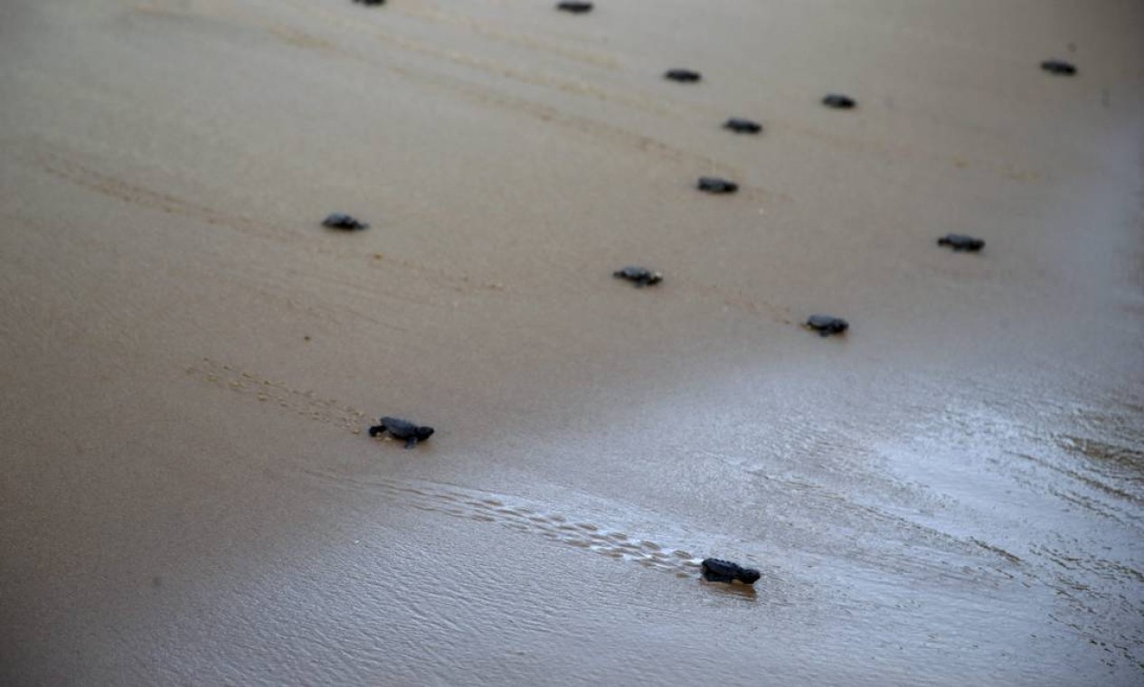 Apenas uma em cada mil tartarugas marinhas chegam à fase madura – 30 anos de idade Foto: Custódio Coimbra / Agência O Globo