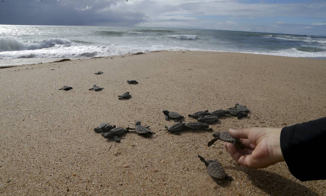 Soltura de tartarugas na Praia do Forte, Bahia, marca o início das comemorações dos 40 anos do Projeto Tamar Foto: Custódio Coimbra / Agência O Globo