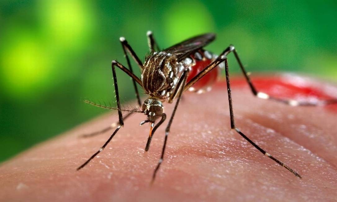Artigo: O vírus zika atinge também o cérebro dos adultos - Jornal ...