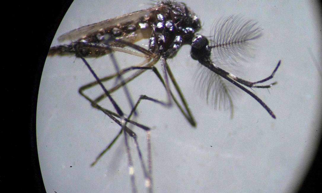 O mosquito 'Aedes aegypti' em laboratório da Fiocruz Foto: Mauro Pimentel/AFP/14-8-2019