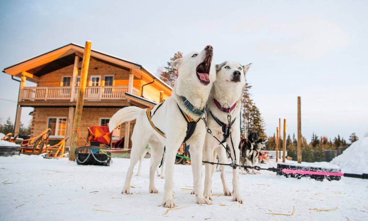 Cachorros que fazem parte da matilha que puxa trenós nos arredores de Rovaniemi Foto: Jonathan Nackstrand / AFP