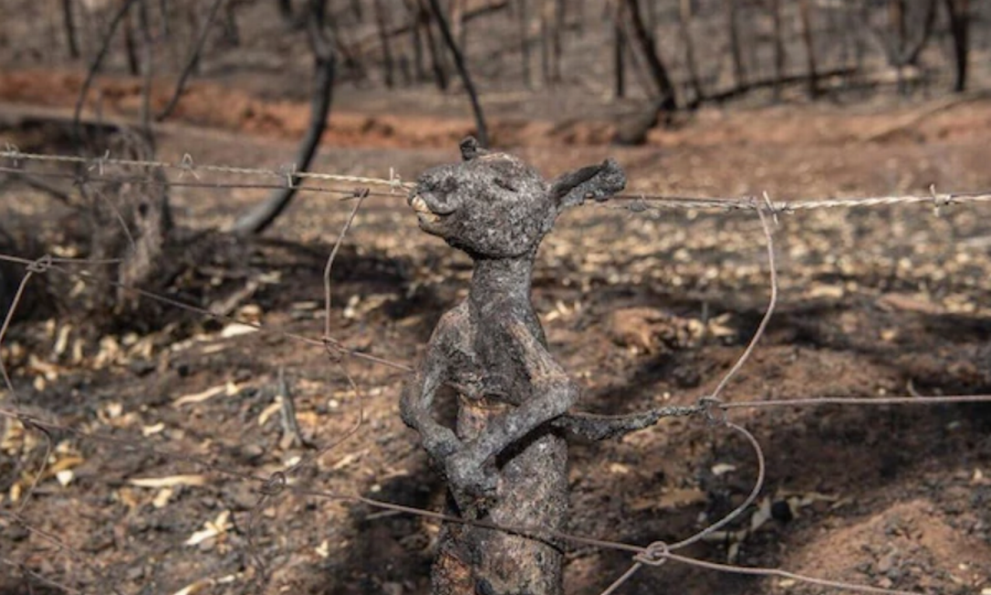 Filhote de canguru fica preso a cerca nas colinas de Adelaide e morre carbonizado Foto: Brad Fleet / The Advertiser