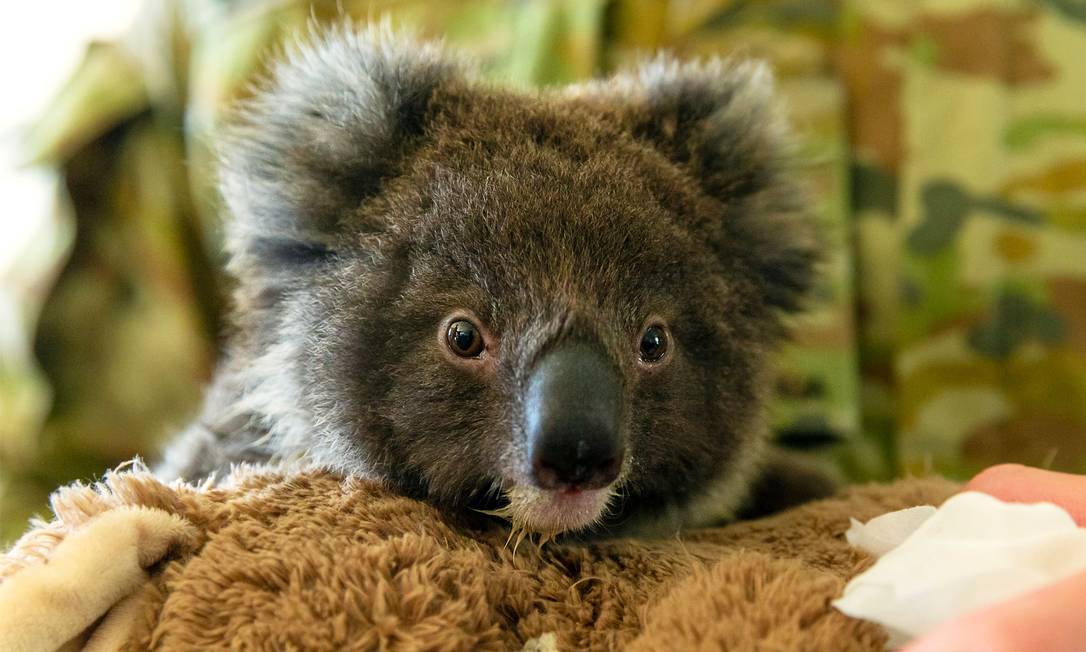 Coala está listado entre animais ameaçados de extinção na Austrália Foto: TRISTAN KENNEDY / AFP