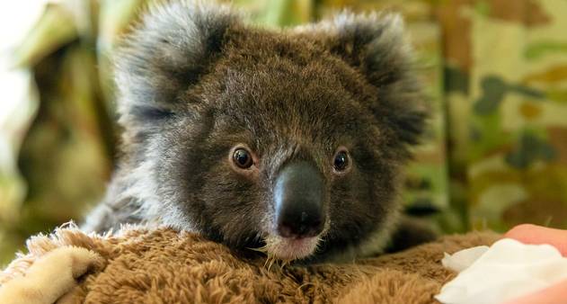 Coalas estão ameaçados de extinção, diz Austrália - BBC News Brasil