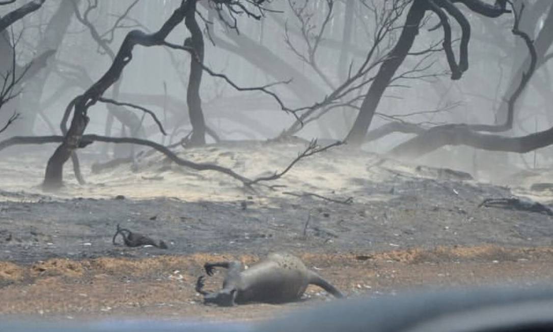 Canguru morto pelo incêndio florestal Foto: Reprodução