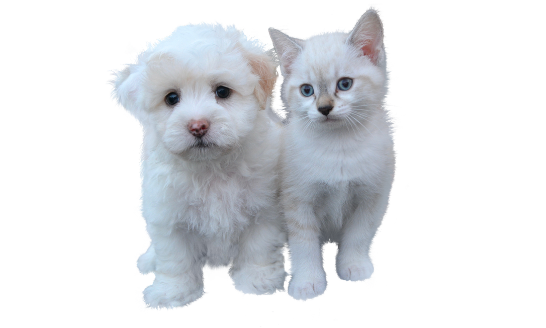 Cães e gatos poderão relaxar com o Spotify, diz empresa. Foto: Pixabay