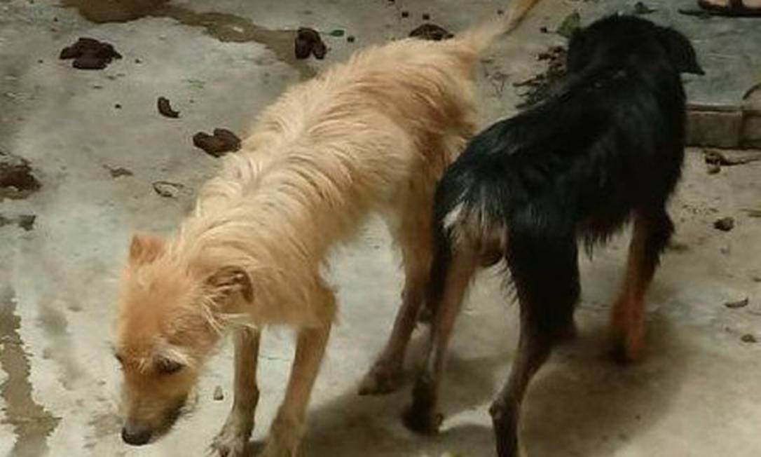 Cães dividiam espaço com fezes e urina numa casa em Jurujuba: operação da Polícia Civil foi em dezembro Foto: Reprodução