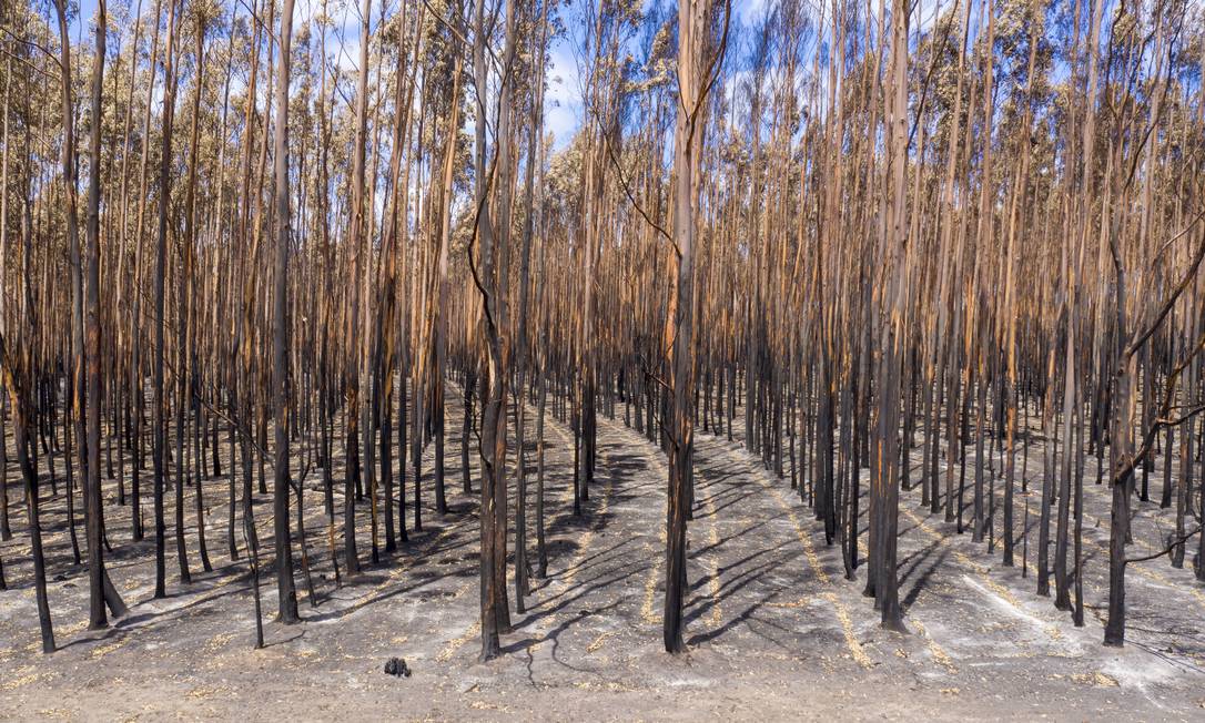 A Ilha dos Cangurus, que foi atingida pelos incêndios florestais na Austrália Foto: James D. Morgan / Getty Images