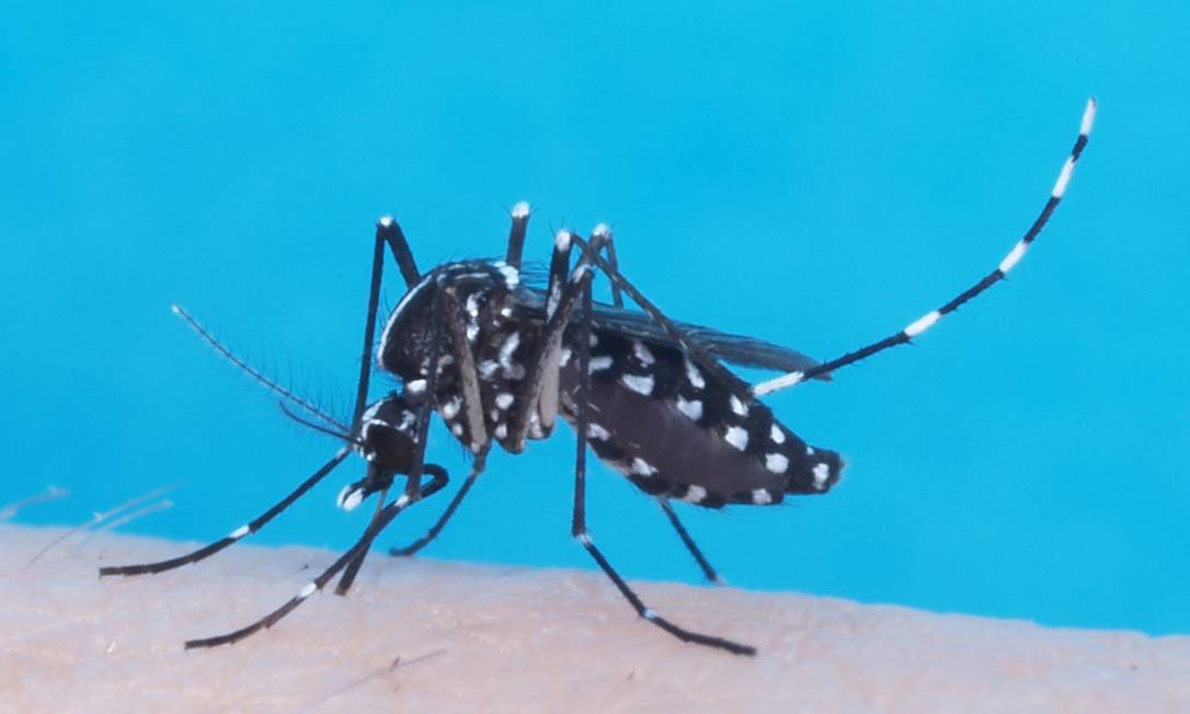 O mosquito Aedes aegypti, transmissor de dengue, zika e chicungunha Foto: KSU