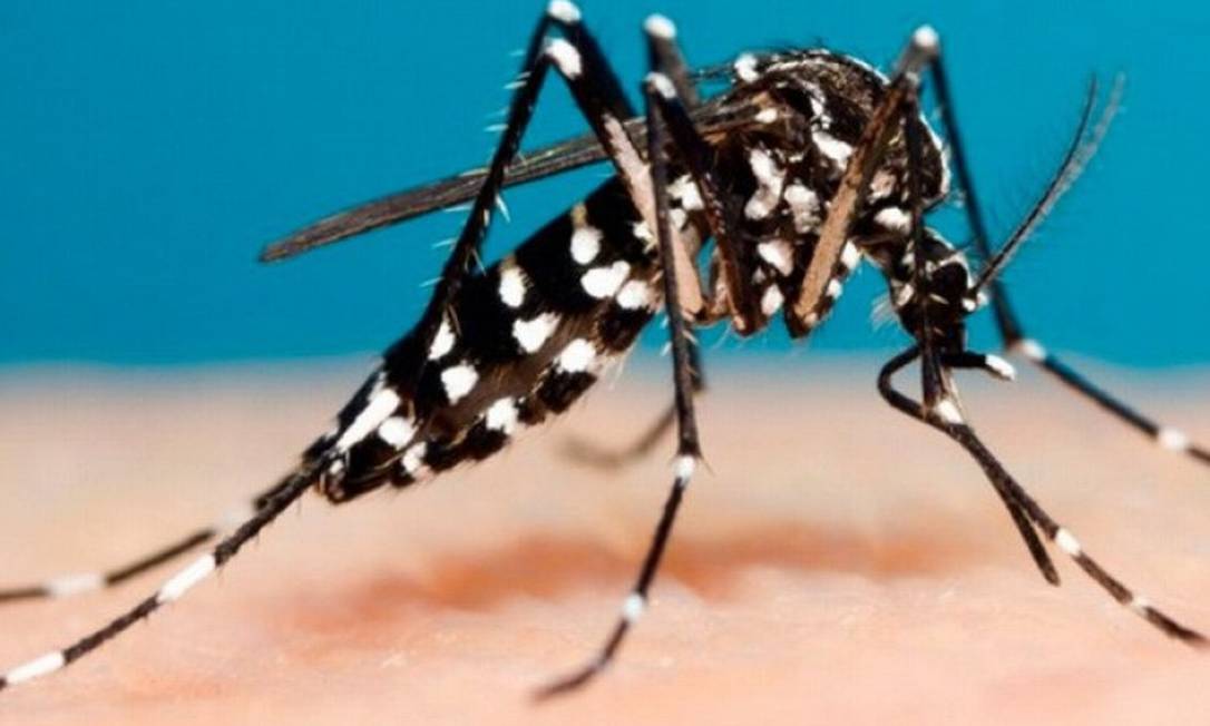 O Aedes aegypti, mosquito transmissor do vírus da dengue; interior de São Paulo enfrenta surto da doença desde 2019 Foto: Reprodução