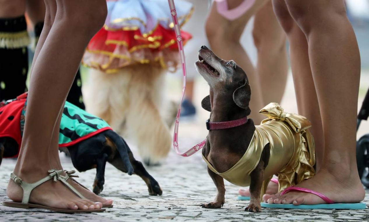 Cãozinho adere à moda deste carnaval e vai de maiô para o bloco Foto: SERGIO MORAES / REUTERS