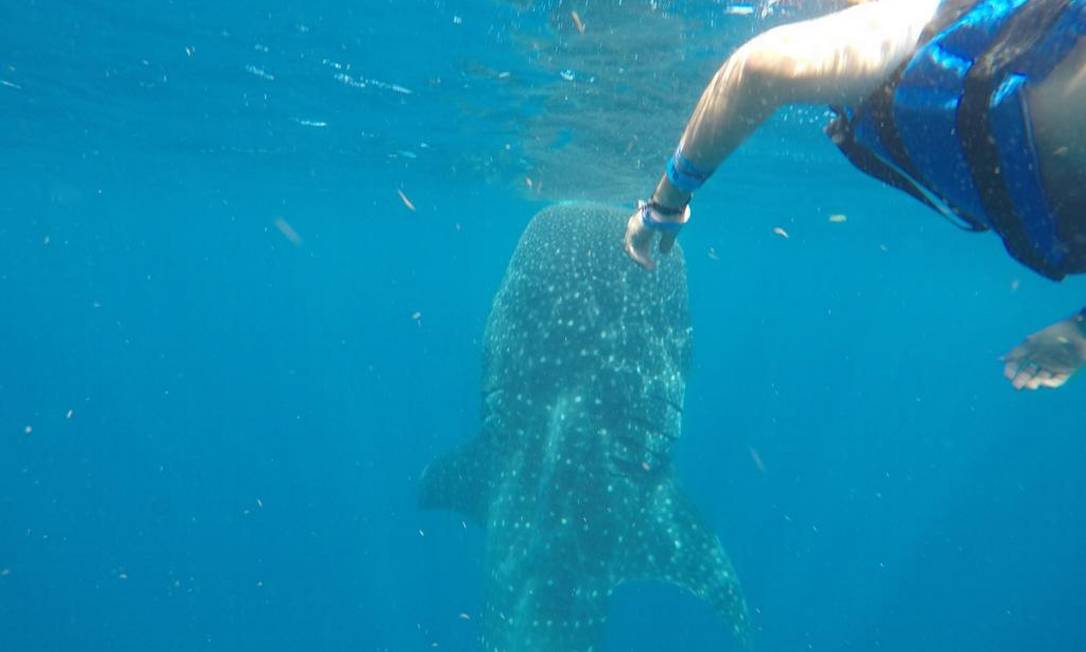 Mergulho com tubarões-baleia em Isla Mujeres, no Caribe mexicano Foto: Divulgação