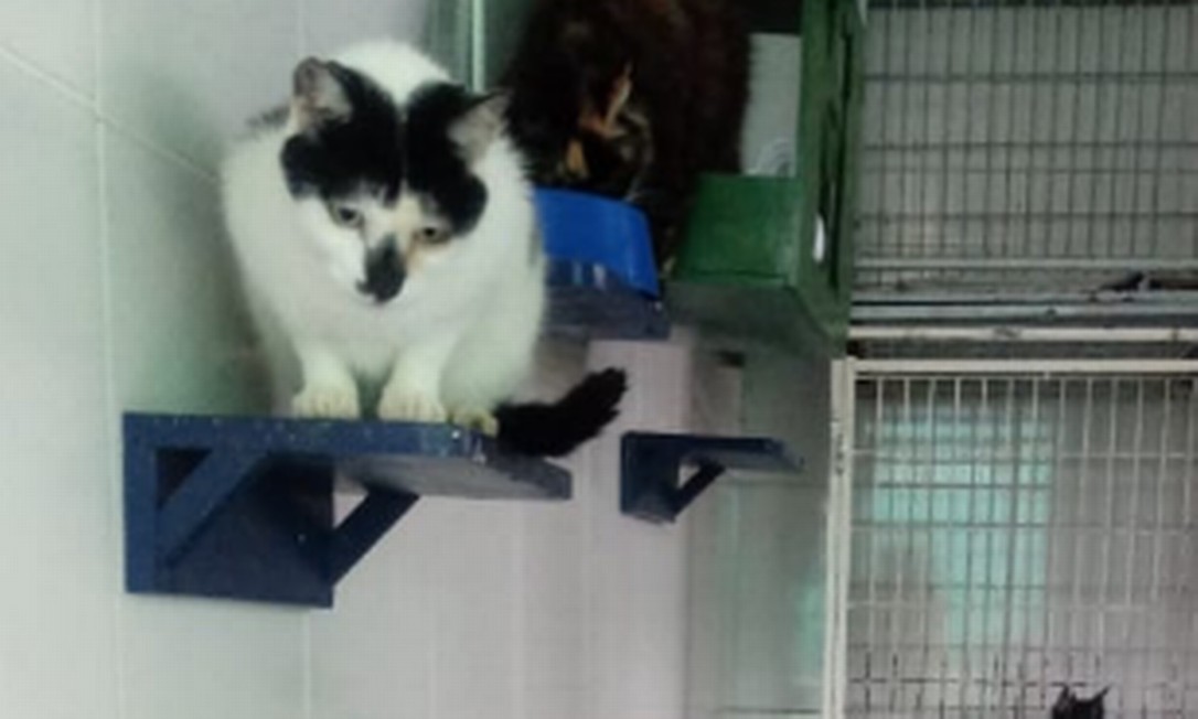 Gato tenta se proteger da inundação em abrigo Foto: Divulgação / Focinhos de Luz