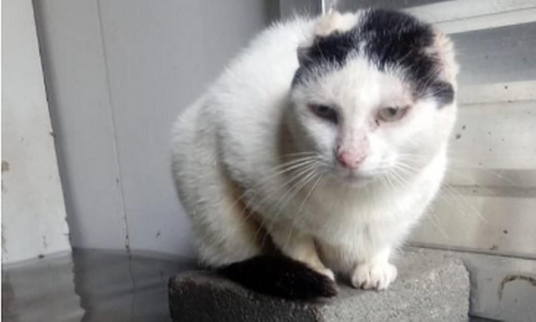 Gato se encolhe em meio a alagamento em abrigo no Rio Foto: Divulgação / Focinhos de Luz