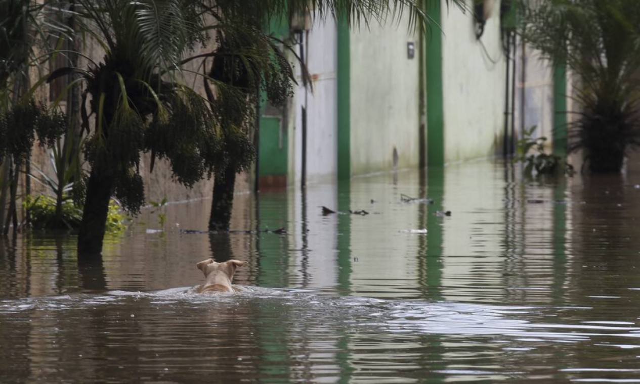 Cachorro tenta escapar da enchente na Rua Jorge Soares de Souza, no Jardins Foto: Fabiano Rocha / Agência O Globo