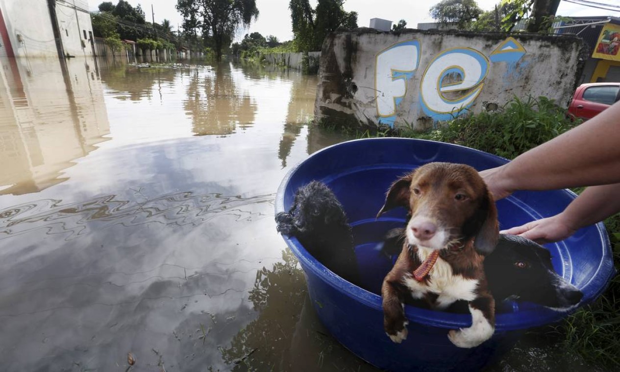 Cachorros de estimação são resgatados em bote improvisado Foto: Fabiano Rocha / Agência O Globo
