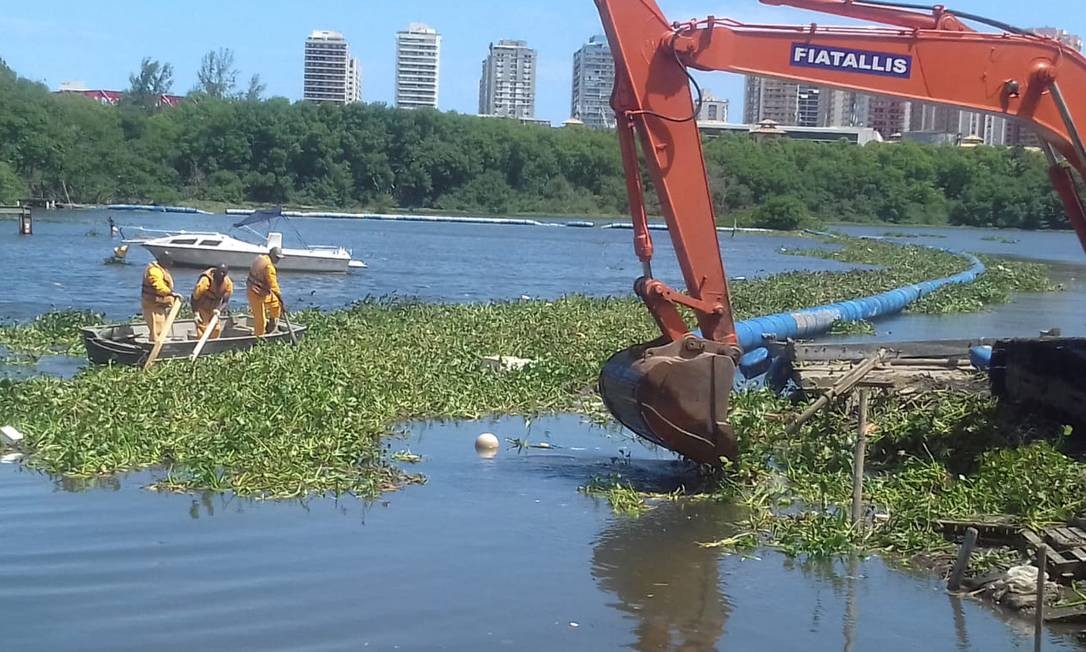 Inea retira 60 toneladas de gigogas das lagoas da Barra da Tijuca e Jacarepaguá Foto: Divulgação