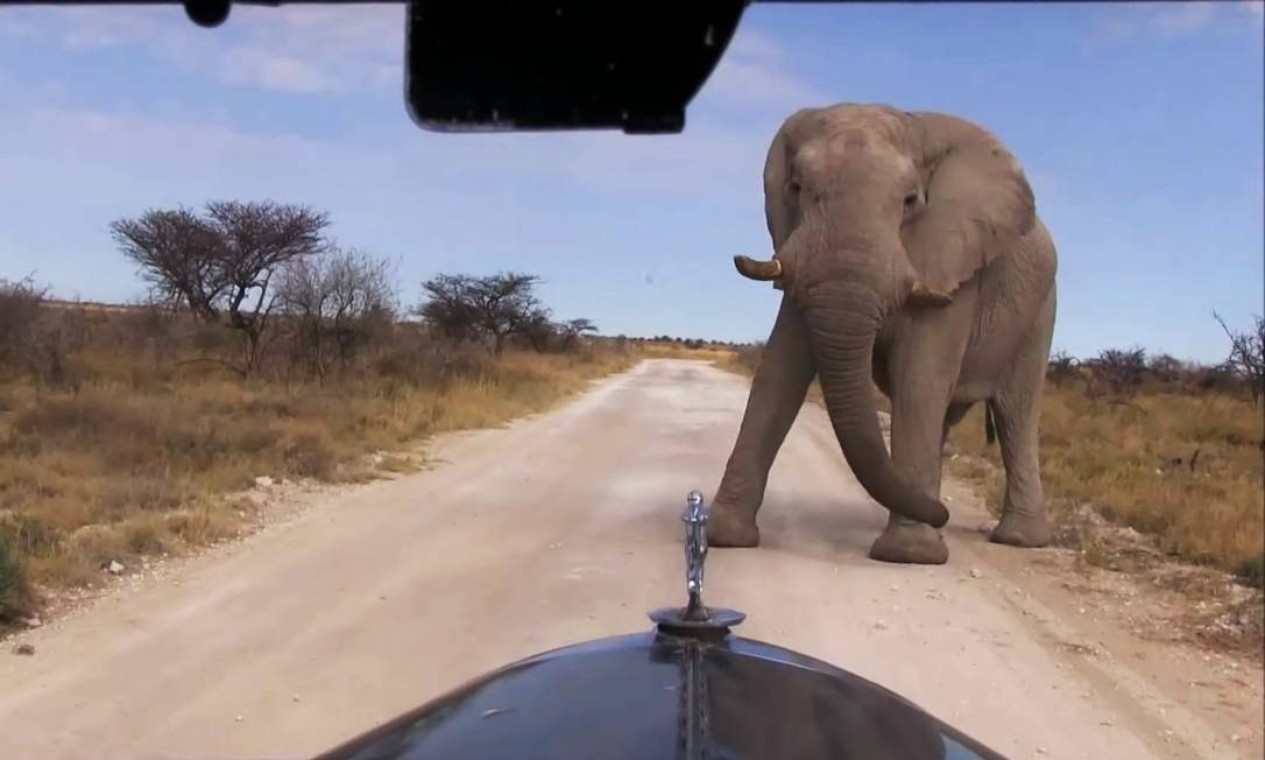 Um elefante cruza o caminho do Graham-Paige na África Foto: Álbum de família