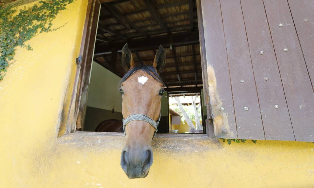 Um dos cavalos do Haras Massangana, no Brejal, em Petrópolis Foto: Marcelo de Jesus / Agência O Globo