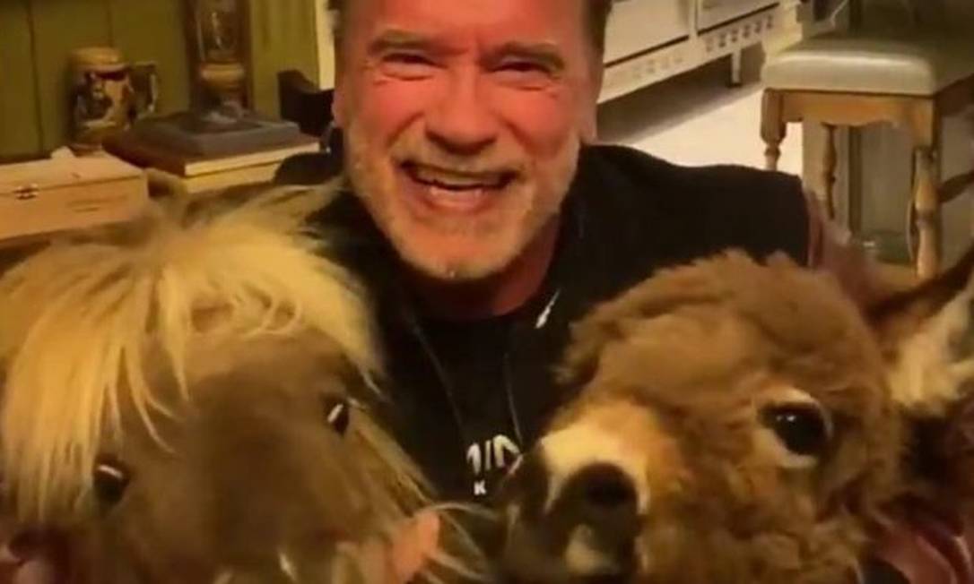 Arnold Schwarzenegger acompanhado do pônei Whiskey e do burro Lulu Foto: Reprodução