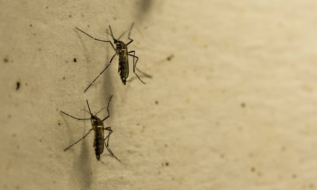 O mosquito Aedes aegypti é o responsável por transmitir doenças como dengue, febre amarela, Zika e chicungunha. Foto: Brenno Carvalho 23/11/2018 / Agência O Globo
