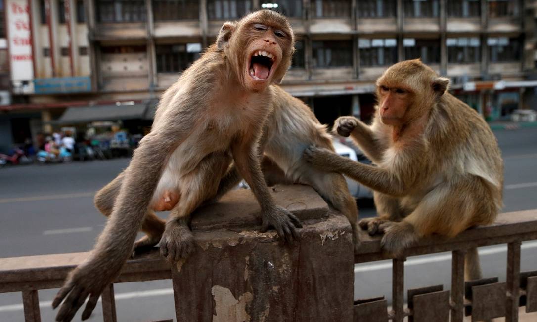 Macacos numa grade perto do templo Prang Sam Yod, em Lopburi, na Tailândia: sem turistas para alimentá-los, os animais tem invadido a cidade em busca de comida Foto: Soe Zeya Tun / Reuters