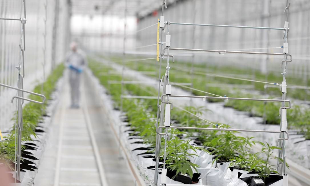 Foto de arquivo mostra trabalhador inspecionando plantação de cannabis Foto: Rafael Marchante / Reuters