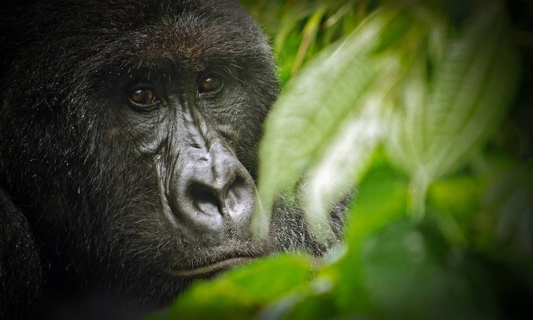 Um gorila-da-montanha no Parque Nacional Virunga, na República Democrática do Congo Foto: Creative Commons / Wikipedia / Reprodução
