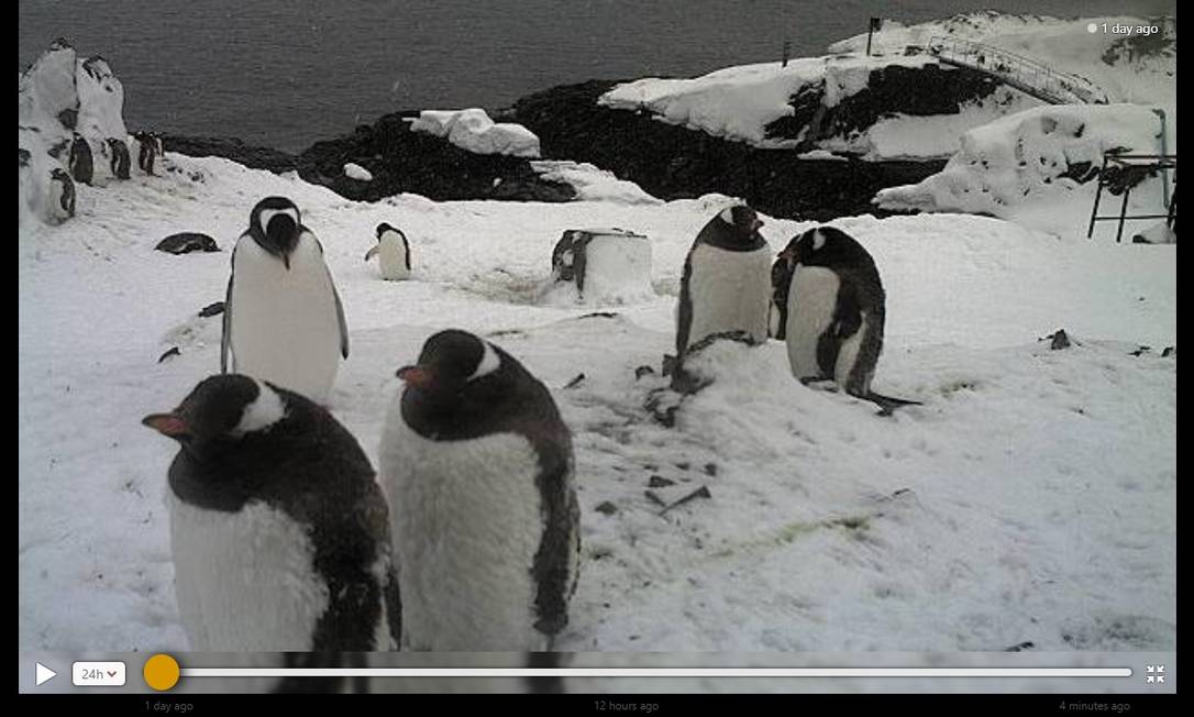 Pinguins aparecem em frente à webcam instalada numa base científica na Ilha de Brabant, na Antártica Foto: Reprodução / Windy.com