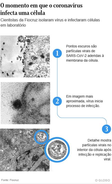 Imagens inéditas flagram momento exato da infecção do novo coronavírus em célula Foto: Arte/O GLOBO