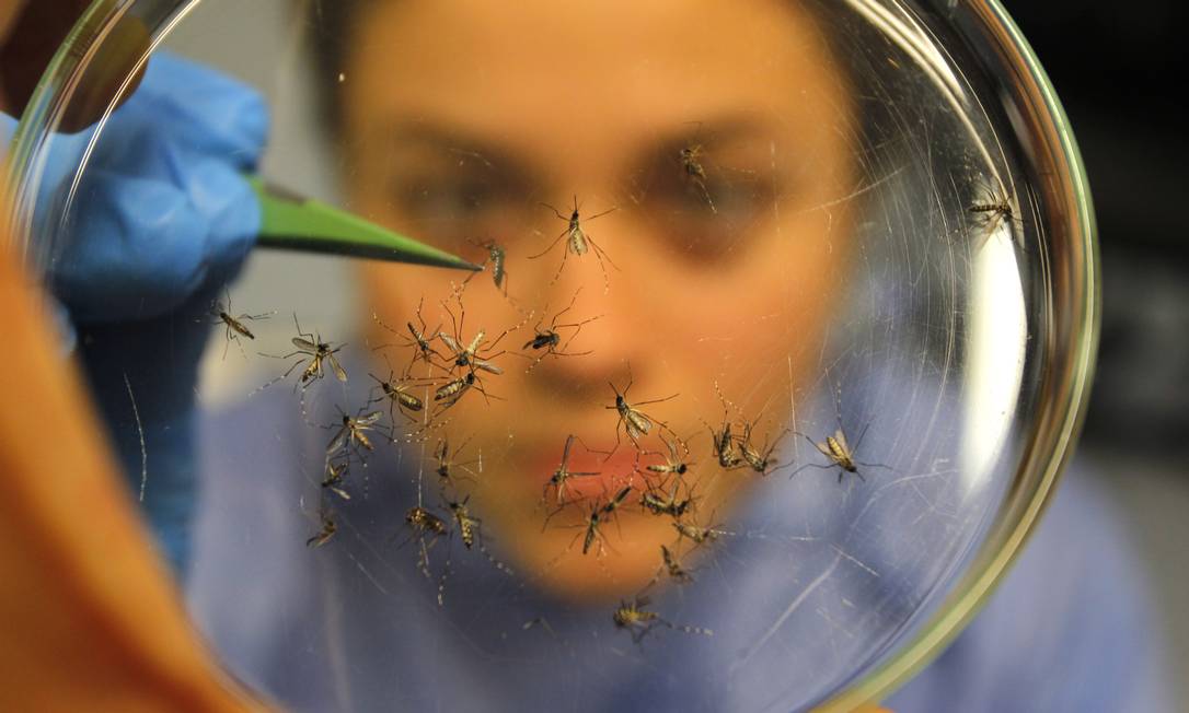 Pesquisadora analisa o mosquito 'Aedes agypti' no Instituto Oswaldo Cruz Foto: Custódio Coimbra