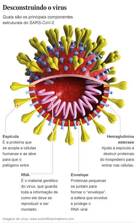 Estrutura do Sars-CoV-2, o novo coronavírus, que já matou mais de 100 mil pessoas em todo o planeta Foto: Editoria de Arte