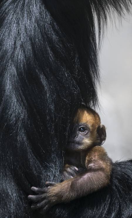 Fanpage do Centro Nacional de Primatas - Cenp - Raro filhote #albino de  macaco da espécie Chlorocebus pygerythrus é fotografado em parque na  África do Sul.  O #albinismo (do latim albus-branco)