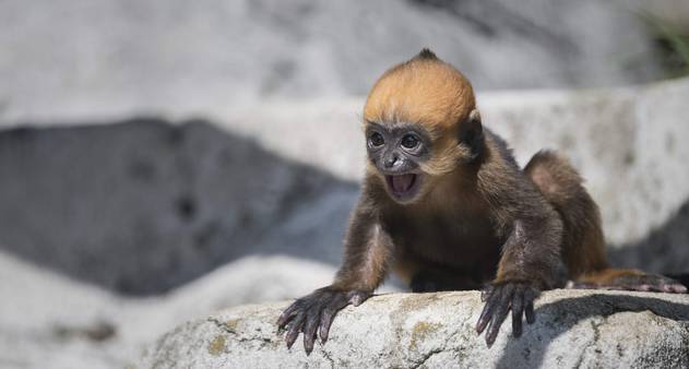 Fanpage do Centro Nacional de Primatas - Cenp - Raro filhote #albino de  macaco da espécie Chlorocebus pygerythrus é fotografado em parque na  África do Sul.  O #albinismo (do latim albus-branco)