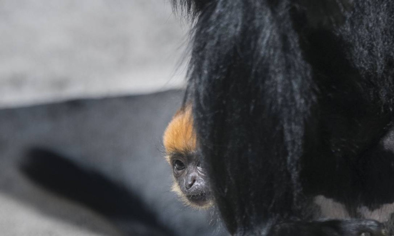 Fanpage do Centro Nacional de Primatas - Cenp - Raro filhote #albino de  macaco da espécie Chlorocebus pygerythrus é fotografado em parque na  África do Sul.  O #albinismo (do latim albus-branco)