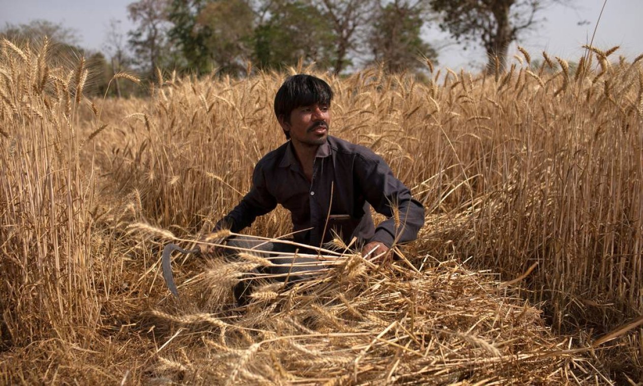 Dayaram Kushwaha, um trabalhador migrante que voltou para casa de Nova Délhi, colhe trigo durante a jornada para cozinhar no caminho. Ele viaja a pé com mulher e os dois filhos Foto: Danish Siddiqui / REUTERS