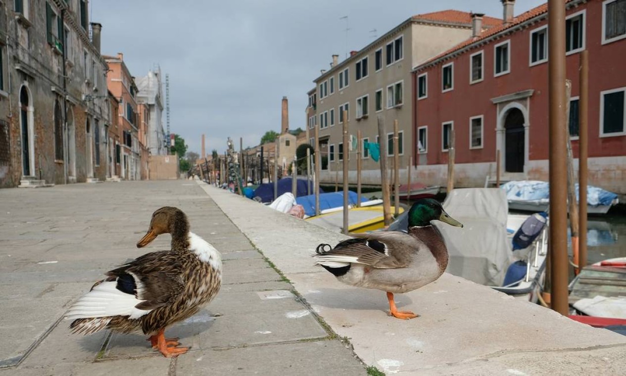 Sem tanta gente nas ruas, patos parecem tranquilos nas calçadas de Veneza Foto: Manuel Silvestri / Reuters