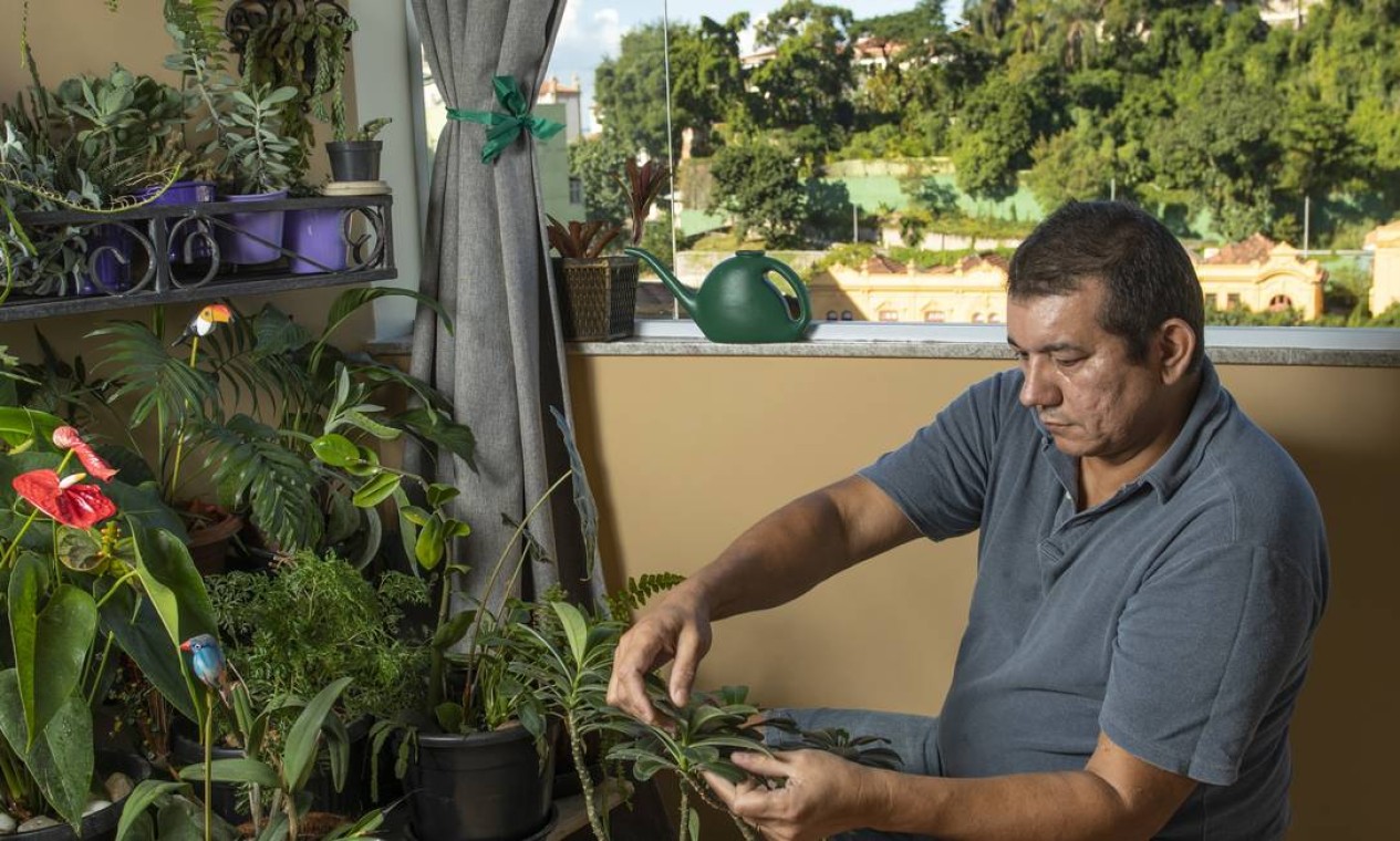 Pandemia e isolamento aumentam procura por cultivo de plantas em casa