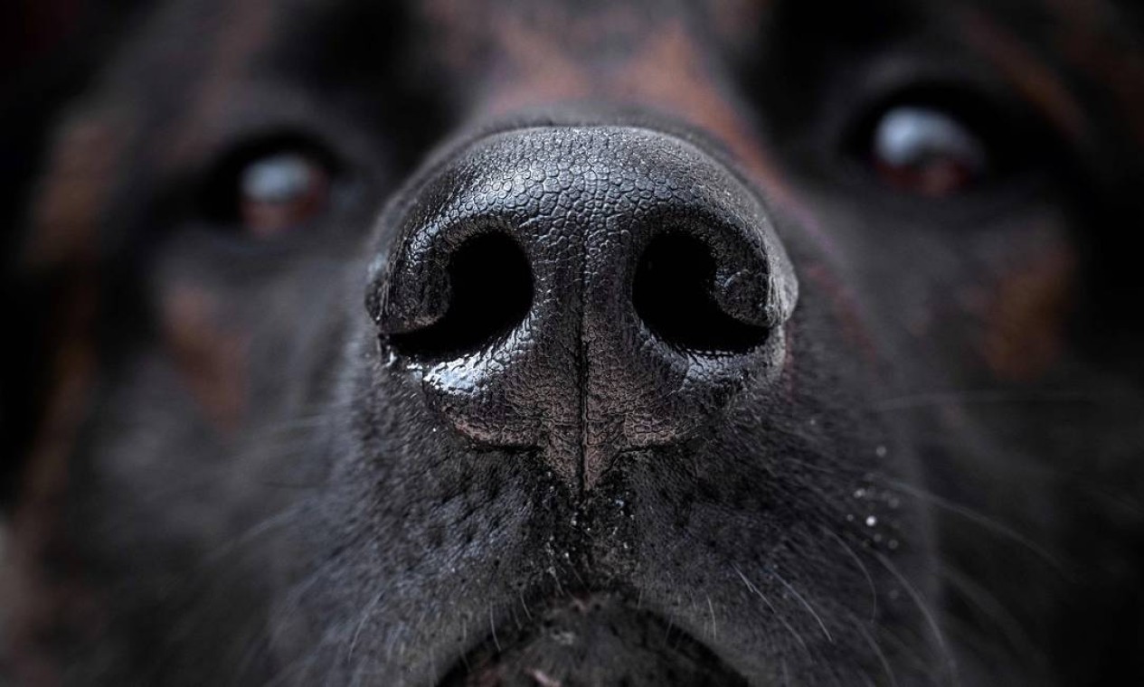 Um cão Malinois observa enquanto é ensinado a encontrar um pedaço de tecido infectado com o vírus da Covid-19 durante uma sessão de treinamento. Estudo é coordenado pela Escola de Veterinária de Alfort, nos arredores de Paris Foto: JOEL SAGET / AFP