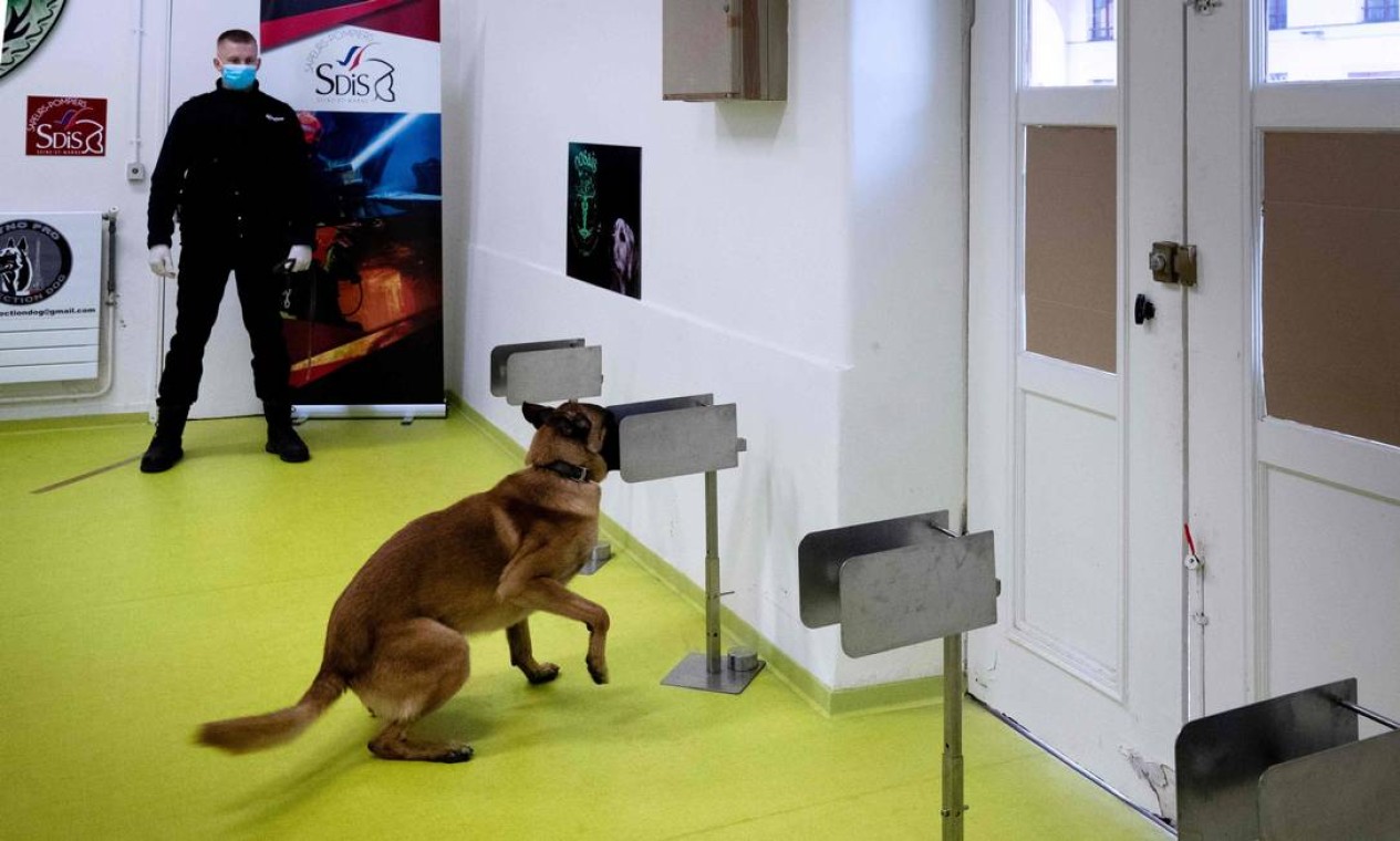 Cachorros estão sendo intensamente treinados para farejar amostras do vírus e indicar quando o encontrarem Foto: JOEL SAGET / AFP