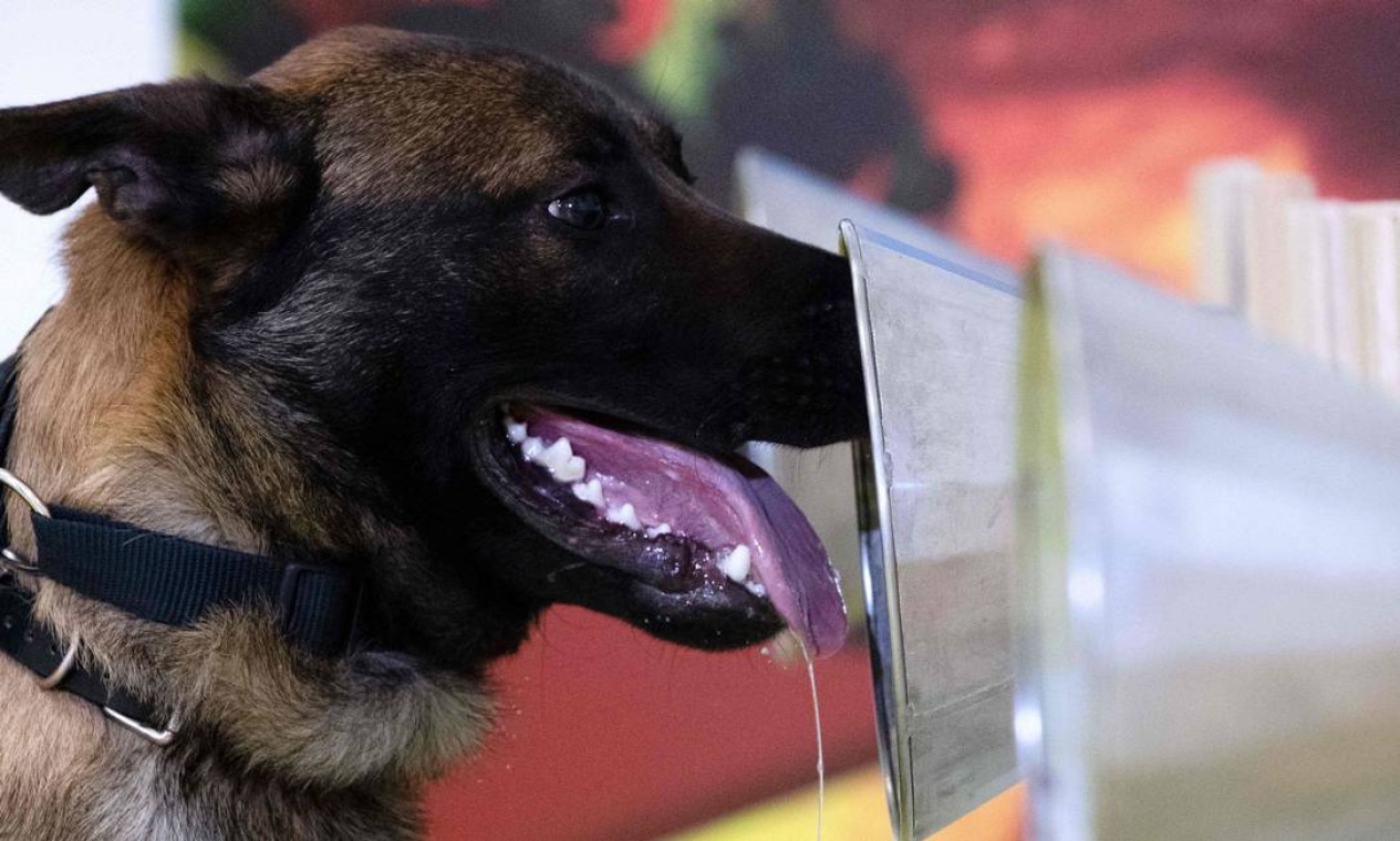 Procedimento se baseia na ideia de que cada doença emite um odor distinto, o qual os cães são capazes de detectar Foto: JOEL SAGET / AFP