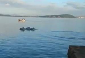Botos-cinza foram flagrados próximo a Ilha de Paquetá no último domingo Foto: Reproduçao/Facebook