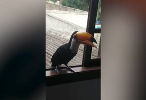 Tucano é flagrado em janela de quarto de família em Niterói Foto: Reprodução/Álbum da família