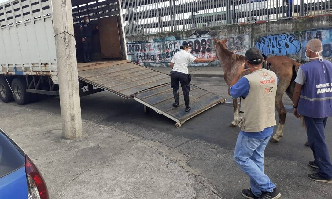 Égua é removida da estação de trem de Campo Grande após ficar quase cinco horas no local Foto: Divulgação/Supervia