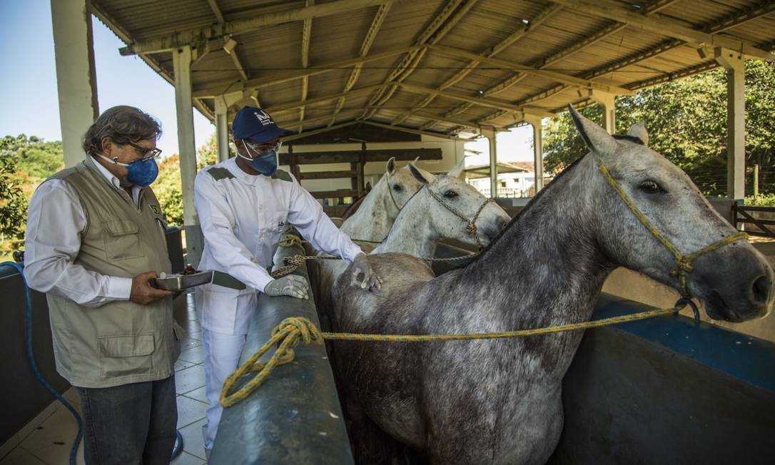 Cavalo de Troia do bem”: composto leva anticorpos para dentro de célula  infectada por vírus da raiva – Jornal da USP
