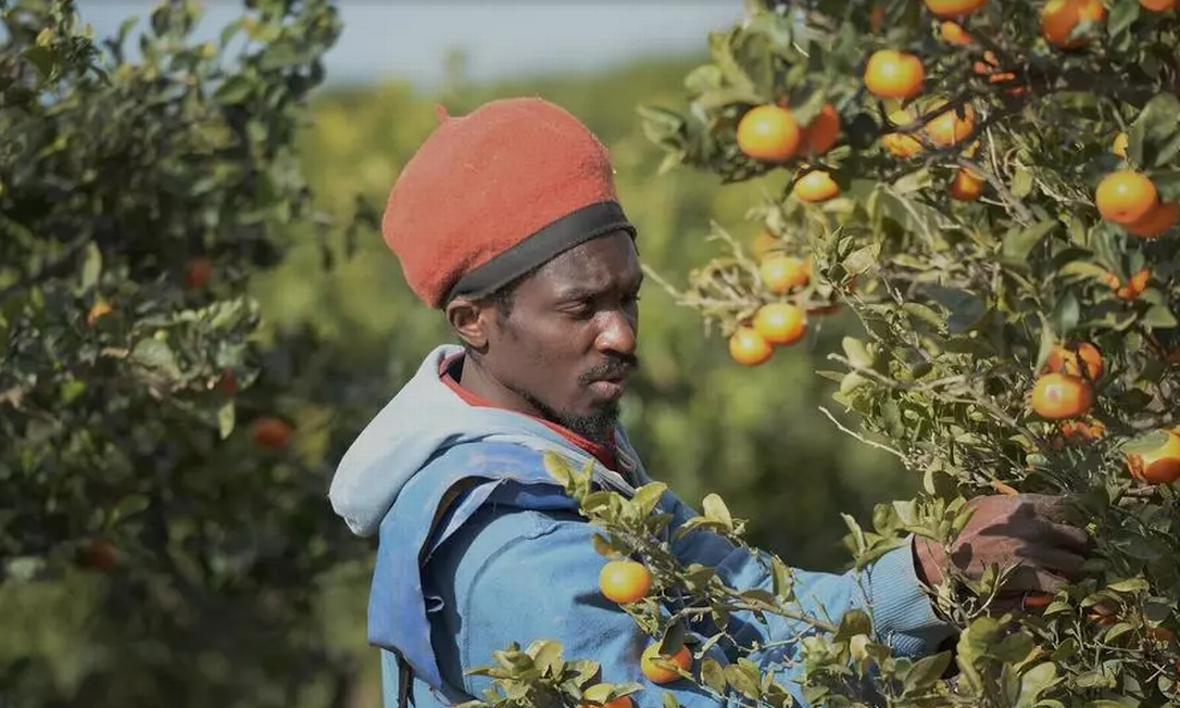 Fazendeiros espanhóis acostumados a contratar trabalhadores do leste europeu ou do norte da África, acabaram recrutando migrantes, regularizados ou ilegais, para trabalhar na colheita Foto: CRISTINA QUICLER / AFP