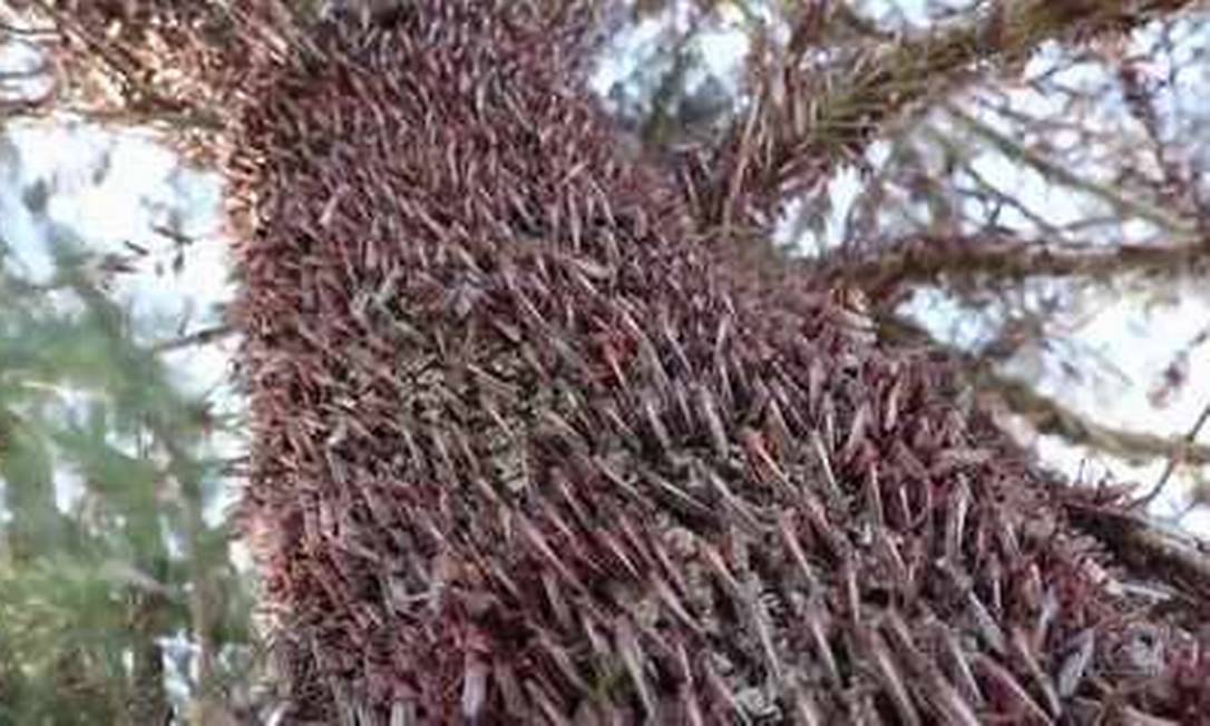 Milhões de gafanhotos sobre uma mesma árvore na Argentina Foto: Reprodução